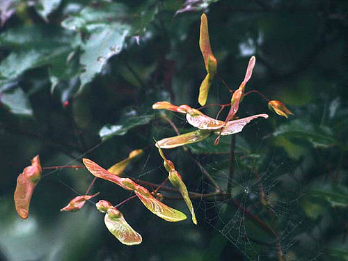 Acer tonkinensis